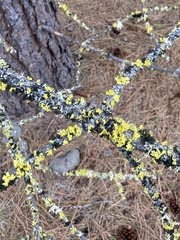 Vulpicida canadensis