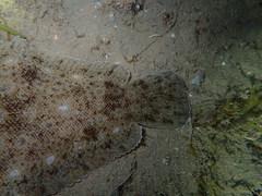 Solea aegyptiaca