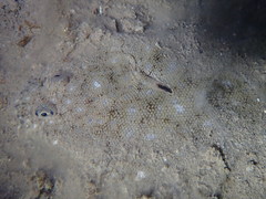 Solea aegyptiaca