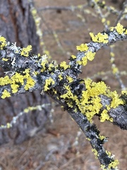 Vulpicida canadensis