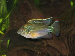 African Butterfly Cichlid photo 2