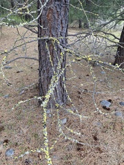 Vulpicida canadensis