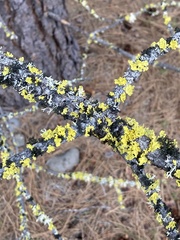 Vulpicida canadensis