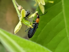 Heliocis repanda