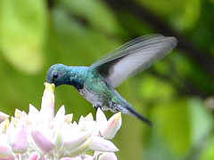 Chalybura buffonii