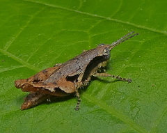 Eujivarus meridionalis