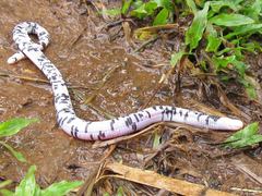 Amphisbaena fuliginosa bassleri