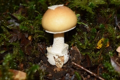 Amanita diemii