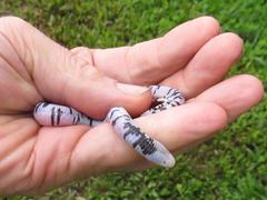 Amphisbaena fuliginosa bassleri