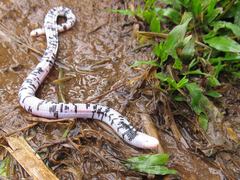 Amphisbaena fuliginosa bassleri