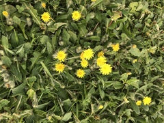 Pilosella flagellaris