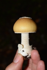 Amanita diemii