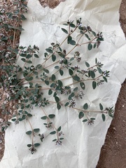 Euphorbia capitellata