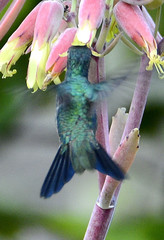 Chalybura buffonii