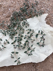 Euphorbia capitellata