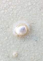 Nucula proxima