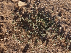 Euphorbia capitellata