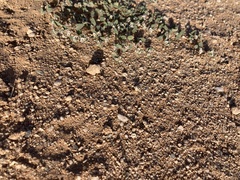 Euphorbia capitellata