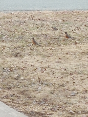 Turdus migratorius image
