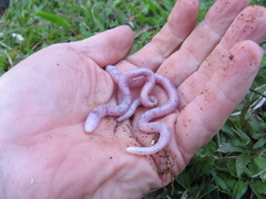 Amphisbaena fuliginosa bassleri