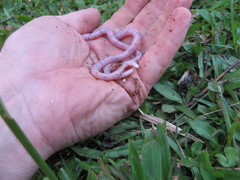 Amphisbaena fuliginosa bassleri