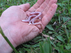 Amphisbaena fuliginosa bassleri