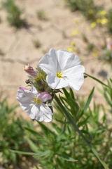 Convolvulus lanuginosus
