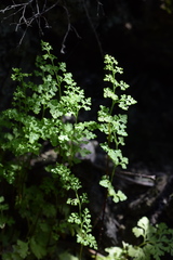 Anogramma leptophylla