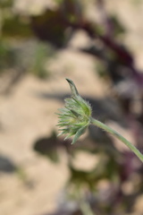 Convolvulus lanuginosus