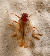 Tachycixius