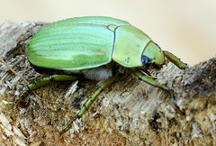 Pelidnota prasina