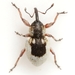 Smicronyx quadrifer - Photo (c) Mike Quinn, Austin, TX, some rights reserved (CC BY-NC), uploaded by Mike Quinn, Austin, TX