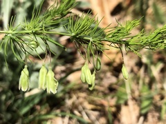 Asparagus tenuifolius
