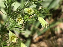 Asparagus tenuifolius