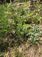 Asparagus tenuifolius