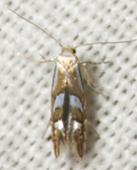 Phyllonorycter propinquinella