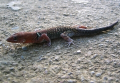 Gonatodes concinnatus