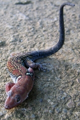 Gonatodes concinnatus