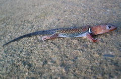 Gonatodes concinnatus