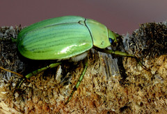 Pelidnota prasina