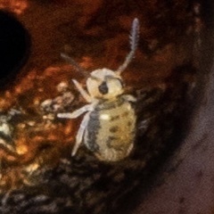 Sminthurinus henshawi