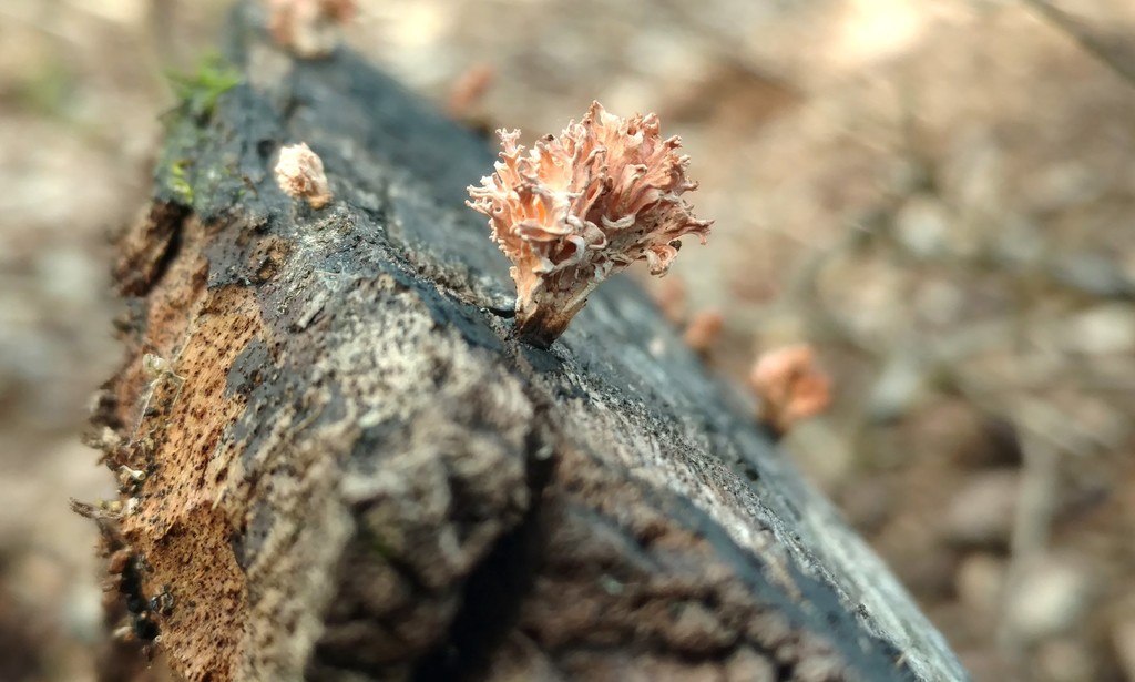 Oak Ridge Cubensis Xylaria cubensis from Haw Ridge Park, Oak Ridge, Tennessee, USA on ...