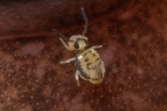 Sminthurinus henshawi