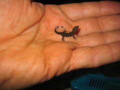 Gonatodes concinnatus