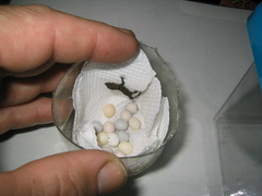 Gonatodes concinnatus