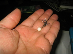 Gonatodes concinnatus