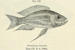 Dewindt's Cichlid photo 2
