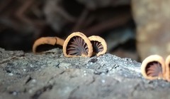 Anthracophyllum