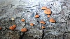 Anthracophyllum