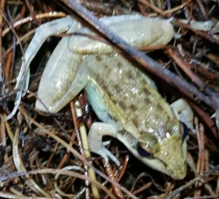 Ptychadena anchietae